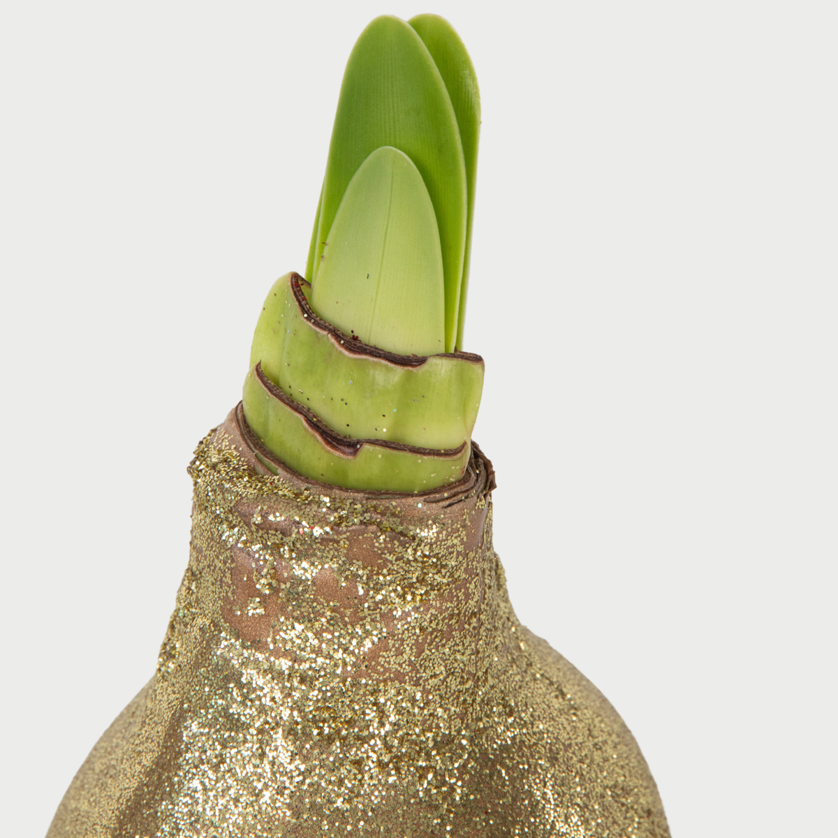 Amaryllis - Hippeastrum 'Glitter Gold' - Flower Bulb - Red