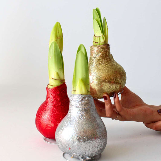 Amaryllis - Hippeastrum 'Glitter Red' - Flower Bulb - Red