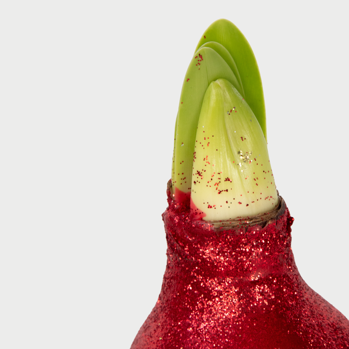 Amaryllis - Hippeastrum 'Glitter Red' - Flower Bulb - Red