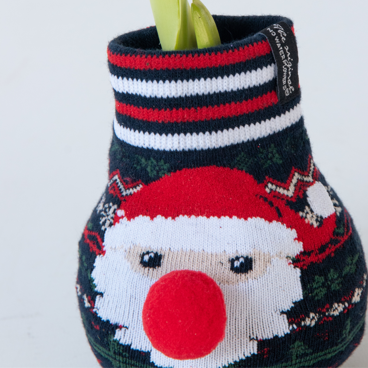 Amaryllis - Hippeastrum 'Santa Sweater' - Flower Bulb - Red