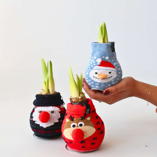 Amaryllis - Hippeastrum 'Snowman Sweater' - Flower Bulb - Red