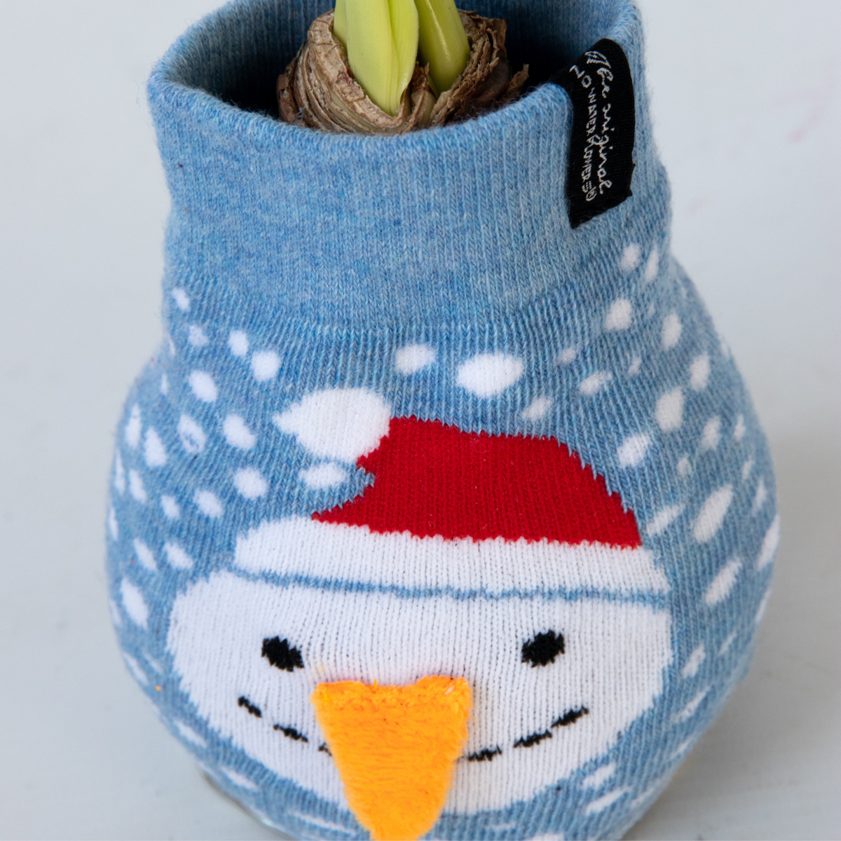 Amaryllis - Hippeastrum 'Snowman Sweater' - Flower Bulb - Red