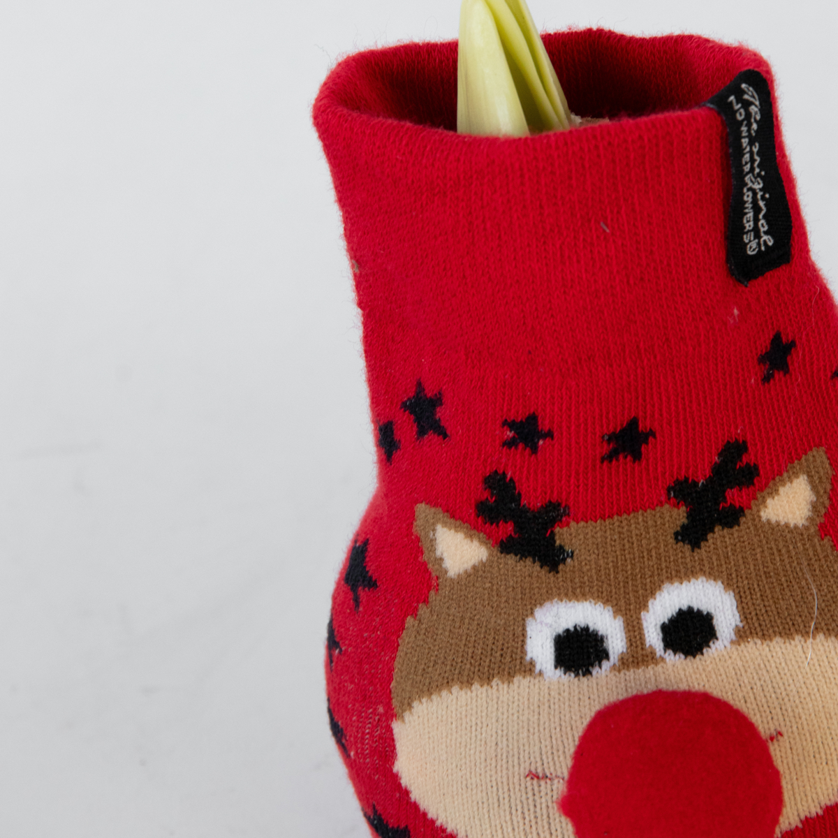 Amaryllis - Hippeastrum 'Reindeer Sweater' - Flower Bulb - Red