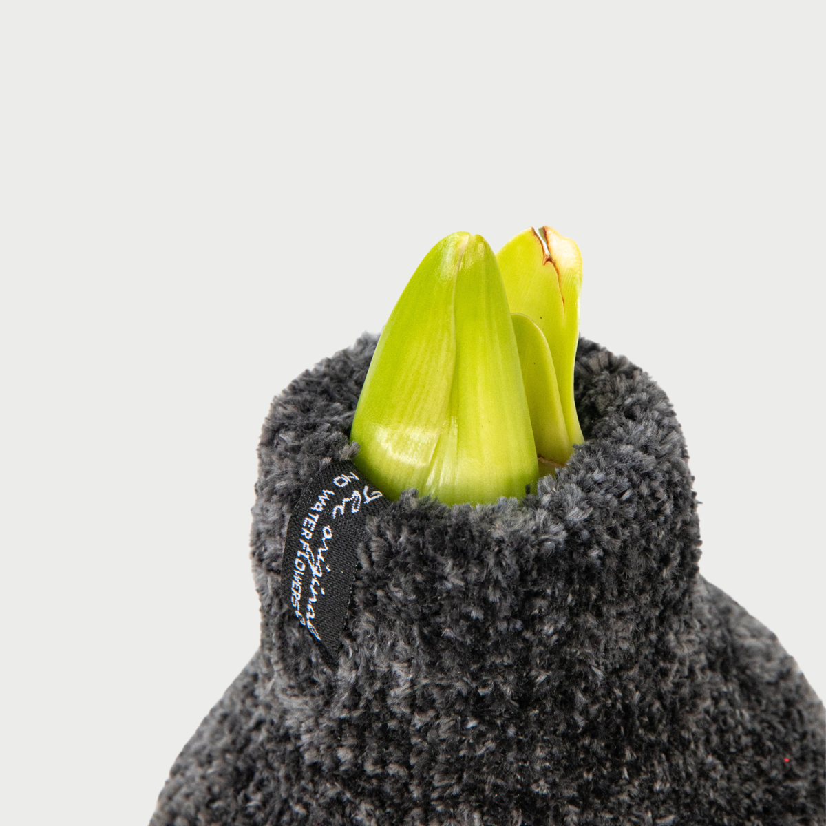 Amaryllis - Hippeastrum 'Cozy Teddy Gray' - Flower Bulb - Red