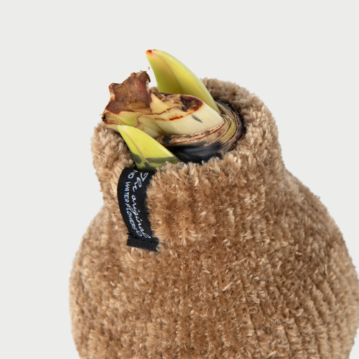 Amaryllis - Hippeastrum 'Cozy Teddy Gold' - Flower Bulb - Red