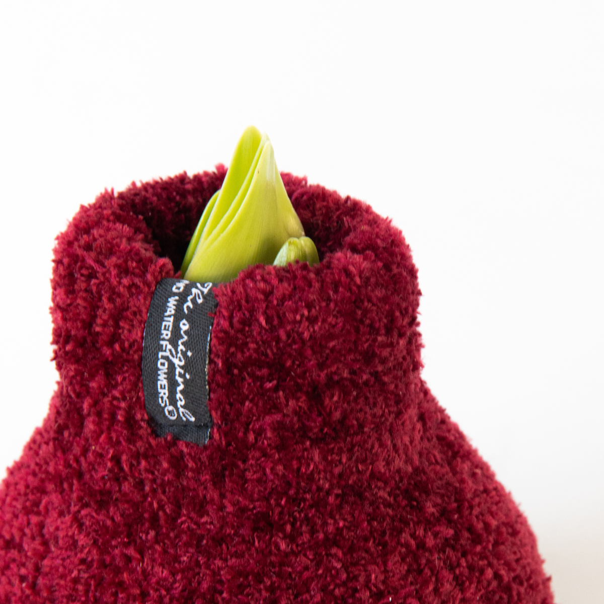 Amaryllis - Hippeastrum 'Cozy Teddy Red' - Flower Bulb - Red