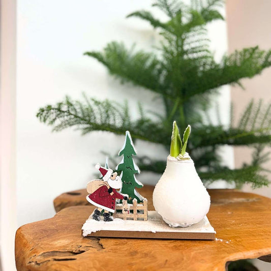 Amaryllis - Hippeastrum 'Winter Wonderland Santa'