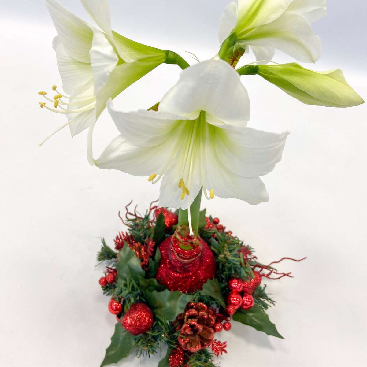 Amaryllis - Hippeastrum 'Christmas Wreath' - Red