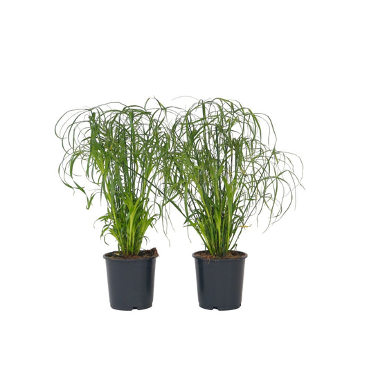 Umbrella plant - 2 pcs. - Cyperus alternifolius - Height 40-50cm - ⌀14cm