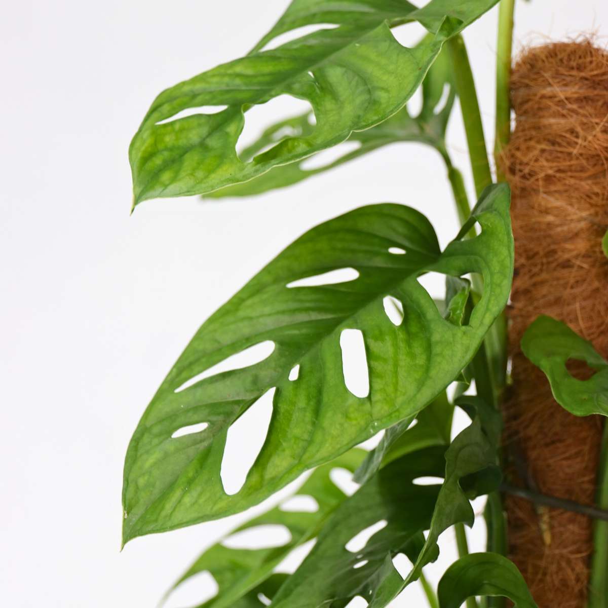 Mini Swiss Cheese Plant - 2 pcs. - Monstera 'Monkey Mask' - H60-70cm - ⌀16cm