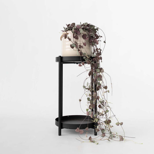 String of Hearts - Ceropegia linearis Woodii - Height 20-30cm - ⌀14cm