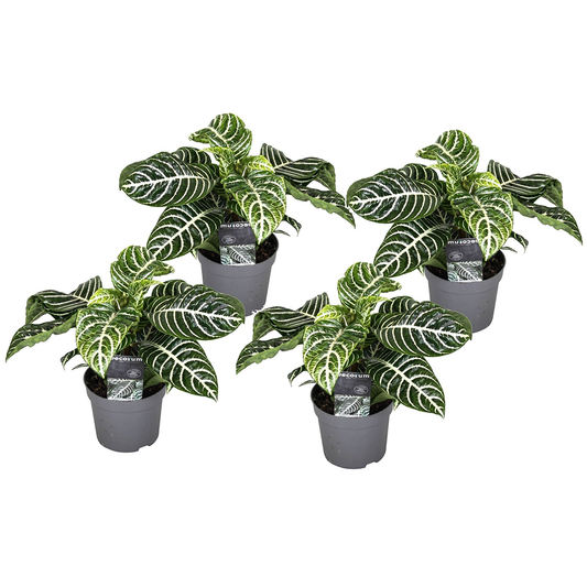 Zebra Plant - 4 pcs. - Aphelandra squarrosa 'Botanica' - Height 25-45cm - ⌀13cm