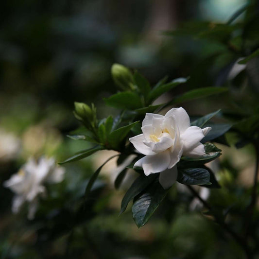 Cape Jasmine - Gardenia jasminoides - Height 20-30cm - ⌀13cm