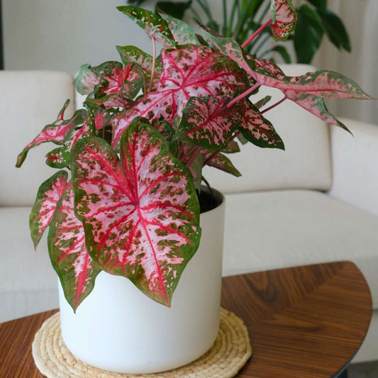 Angel Wings - 2 pcs. - Caladium 'Carolyn Whorton' - Height 25-40cm - ⌀13cm