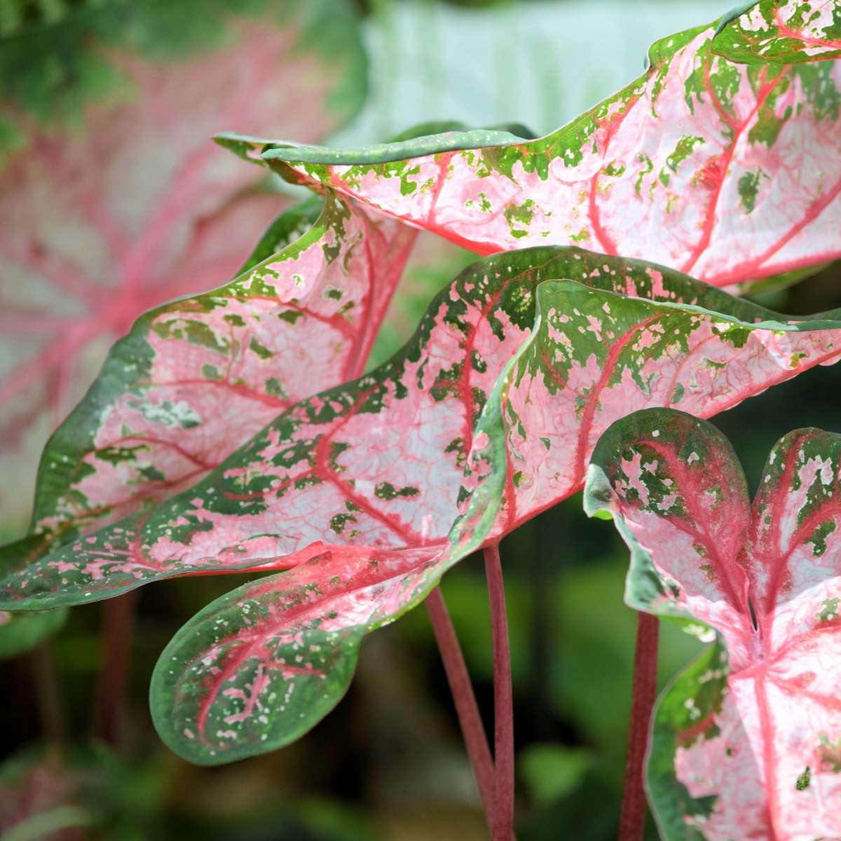 Angel Wings - Caladium 'Carolyn Whorton' - Height 25-40cm - ⌀13cm
