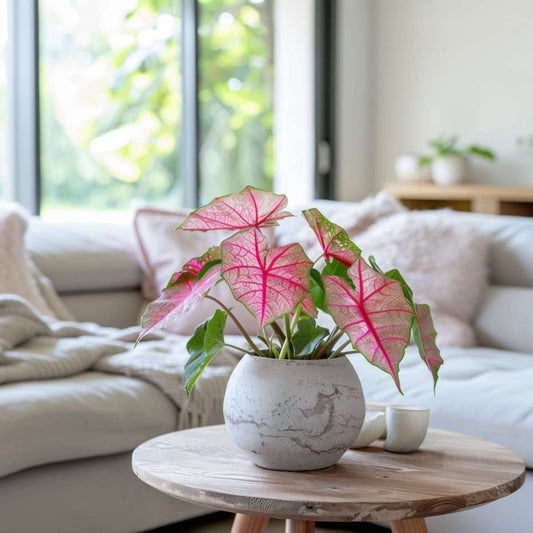 Angel Wings - 2 pcs. - Caladium 'Sweetheart' - Height 25-40cm - ⌀12cm