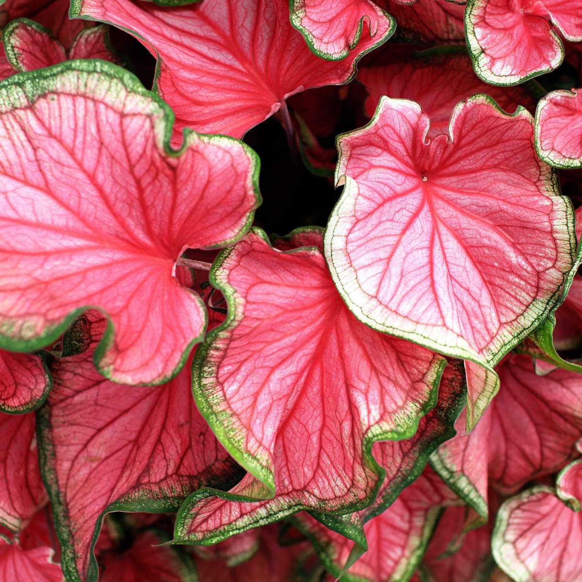 Angel Wings - Caladium 'Sweetheart' - Height 25-40cm - ⌀12cm