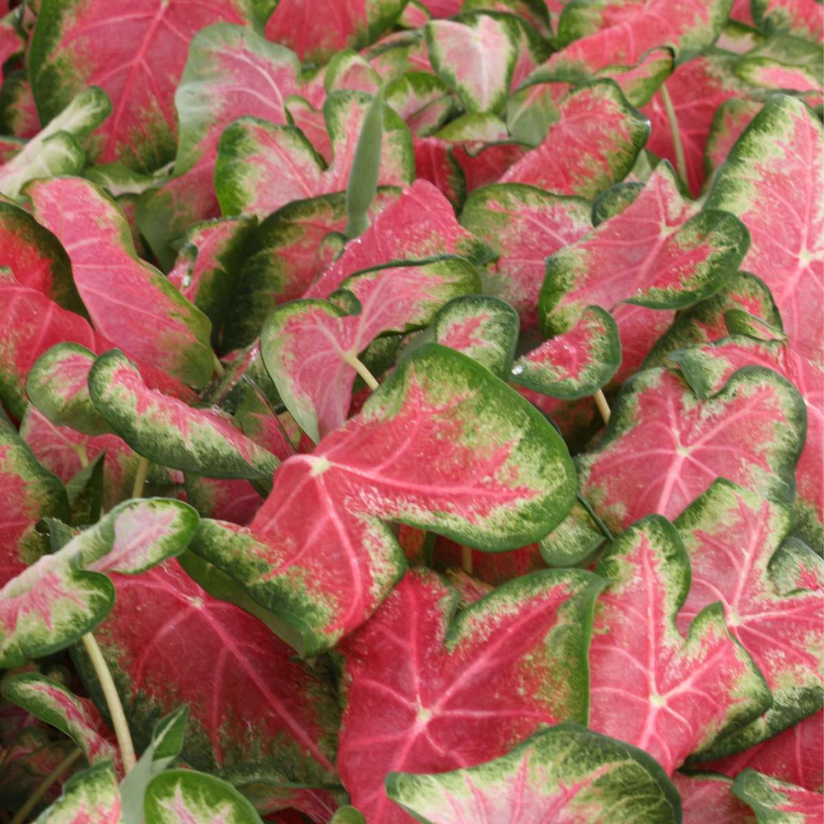 Angel Wings - 2 pcs. - Caladium 'Sweetheart' - Height 25-40cm - ⌀12cm