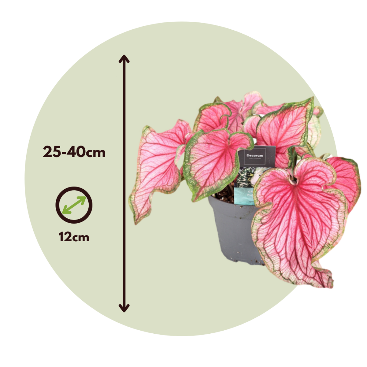 Angel Wings - Caladium 'Sweetheart' - Height 25-40cm - ⌀12cm