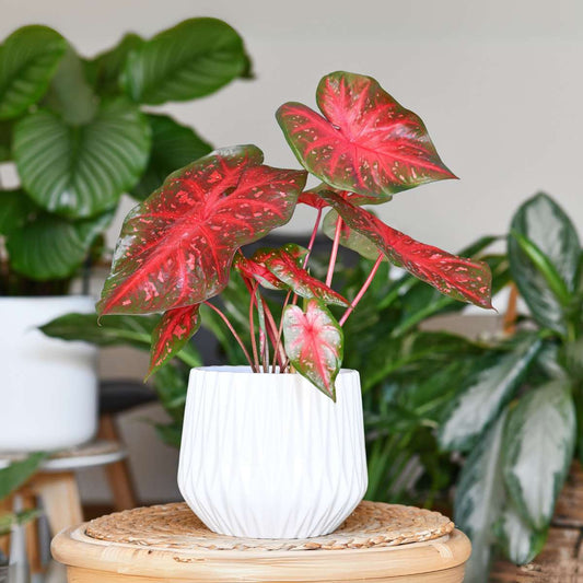 Angel Wings - 2 pcs. - Caladium 'Postman Joyner' - Height 25-40cm - ⌀12cm