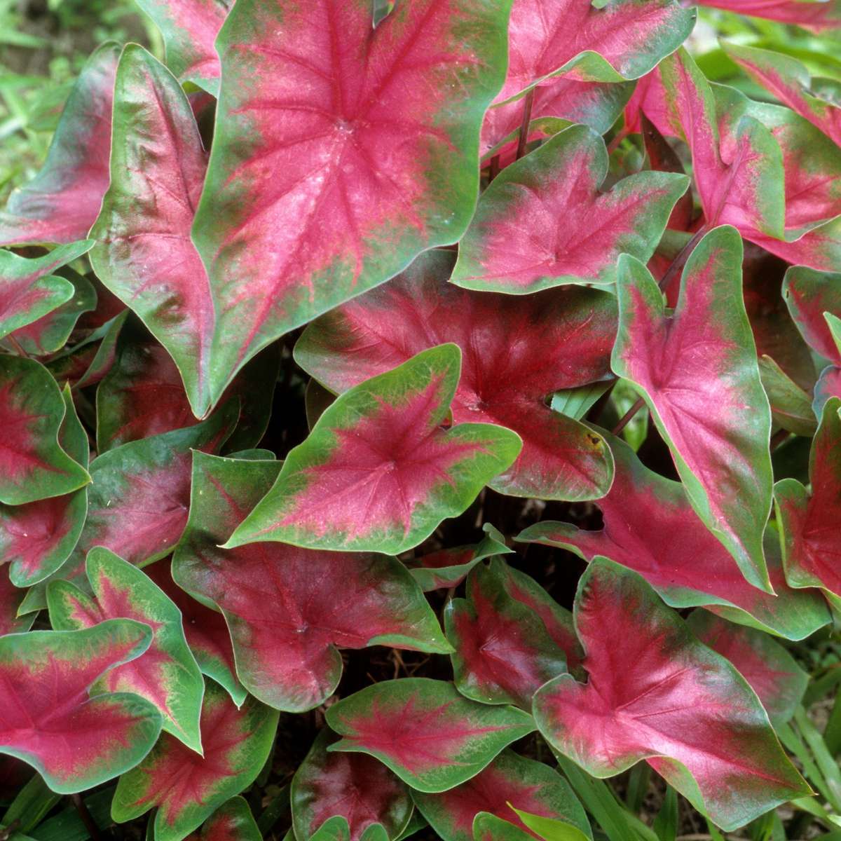 Angel Wings - 2 pcs. - Caladium 'Postman Joyner' - Height 25-40cm - ⌀12cm