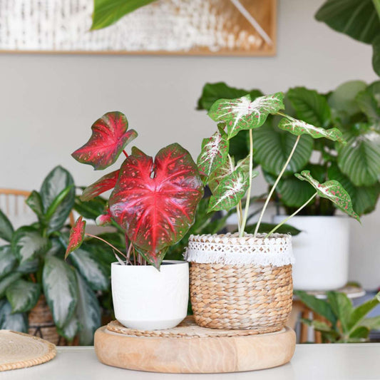 Angel Wings - Caladium 'Carnaval' - Height 40-50cm - ⌀17cm