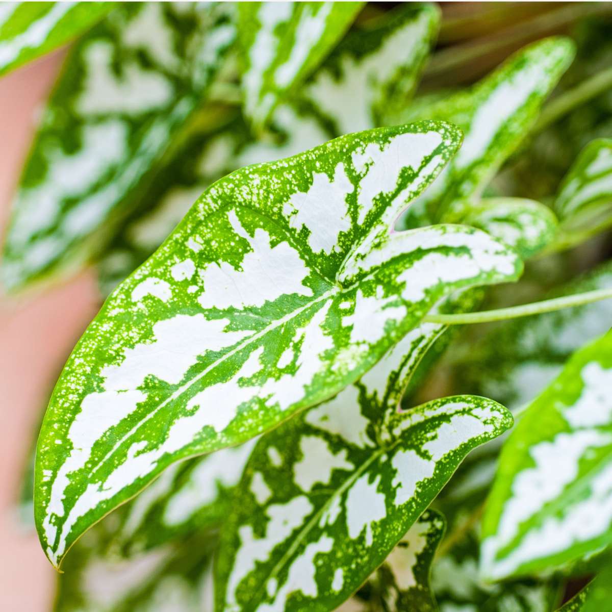 Angel Wings - Caladium 'Carnaval' - Height 40-50cm - ⌀17cm