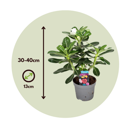 Desert rose - 2 pcs. - Adenium obesum - Height 30-40cm - ⌀13cm