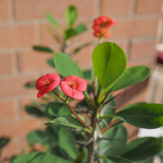 Crown of thorns - Euphorbia 'Milii' - Height 25-35cm - ⌀13cm