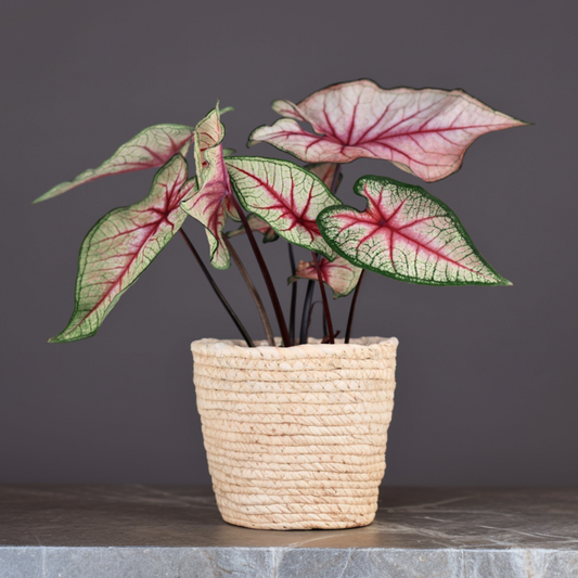 Angel Wings - 2 pcs - Caladium 'Tapestry' - Height 25-35cm - ⌀13cm