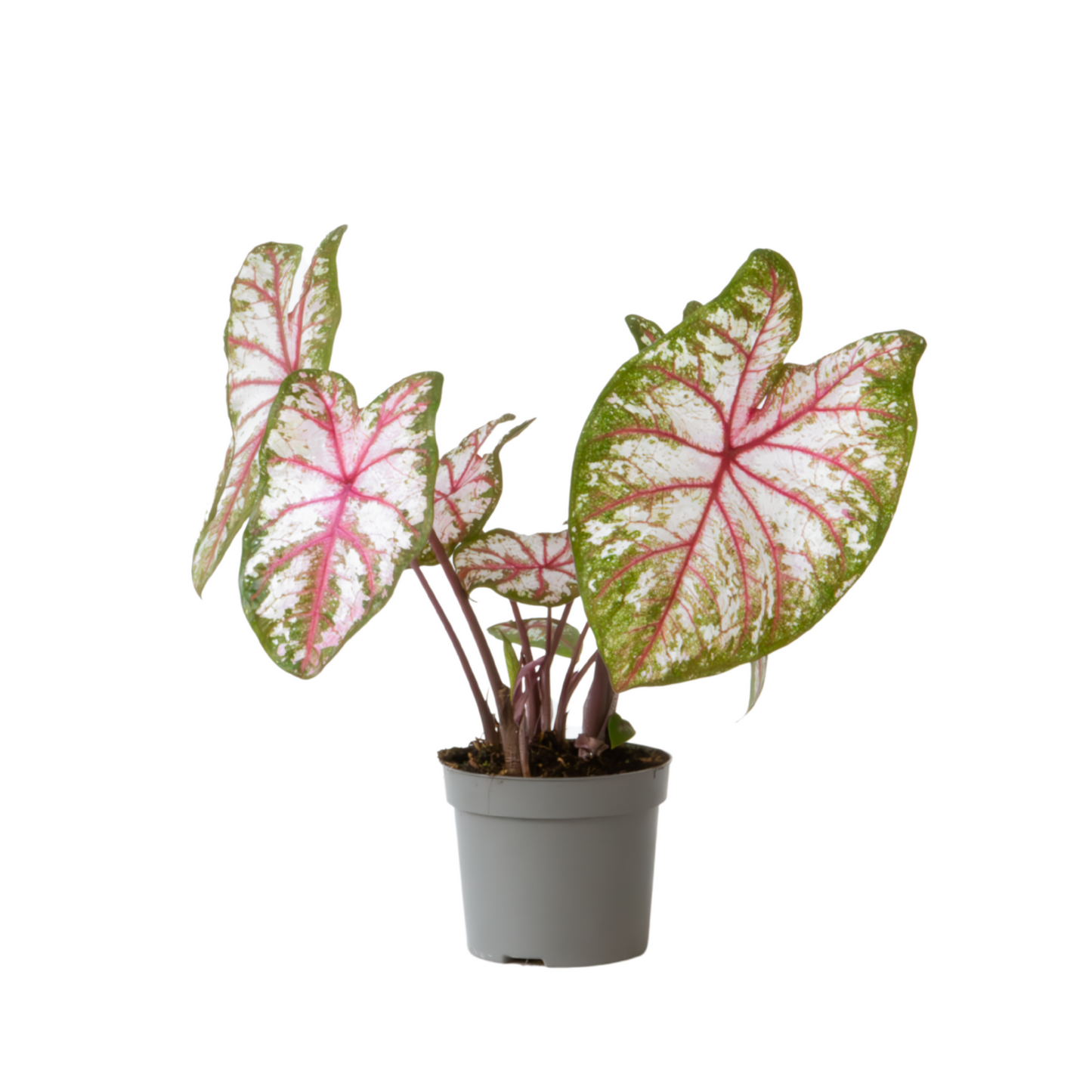 Angel Wings - Caladium 'Tapestry' - Height 25-35cm - ⌀13cm