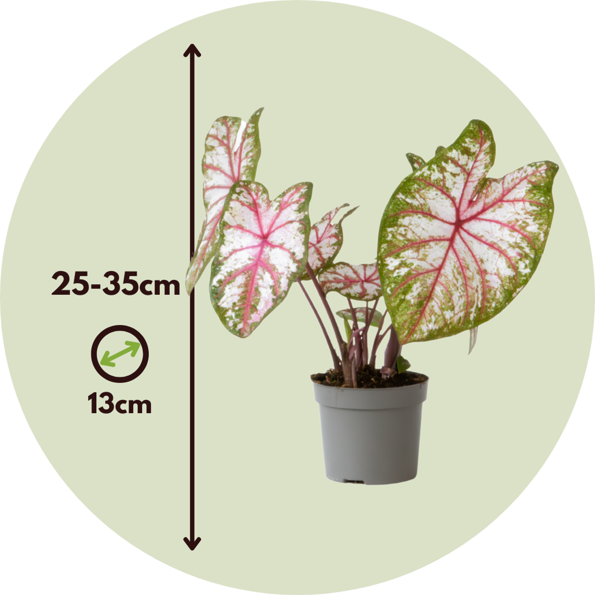Angel Wings - Caladium 'Tapestry' - Height 25-35cm - ⌀13cm