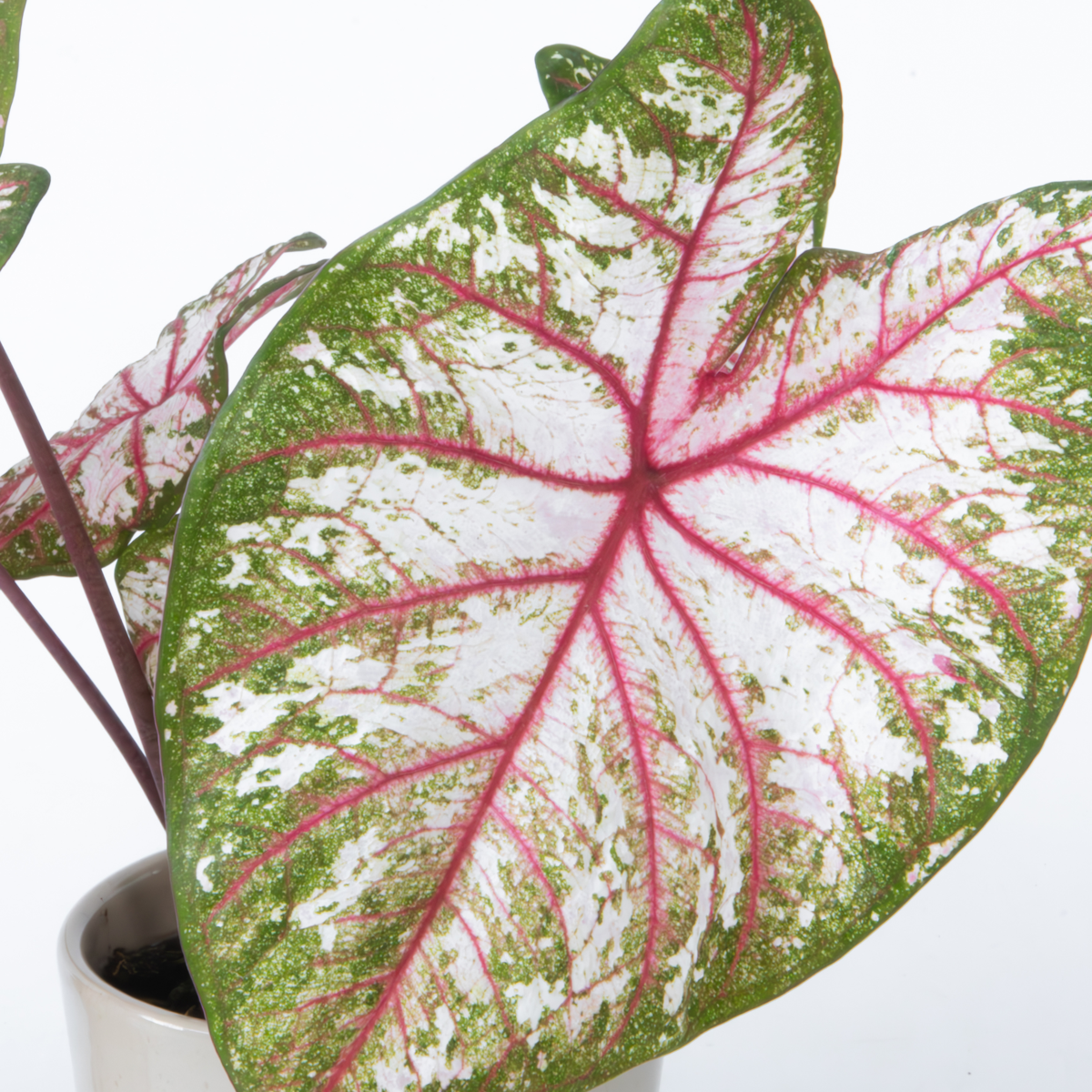 Angel Wings - 2 pcs - Caladium 'Tapestry' - Height 25-35cm - ⌀13cm