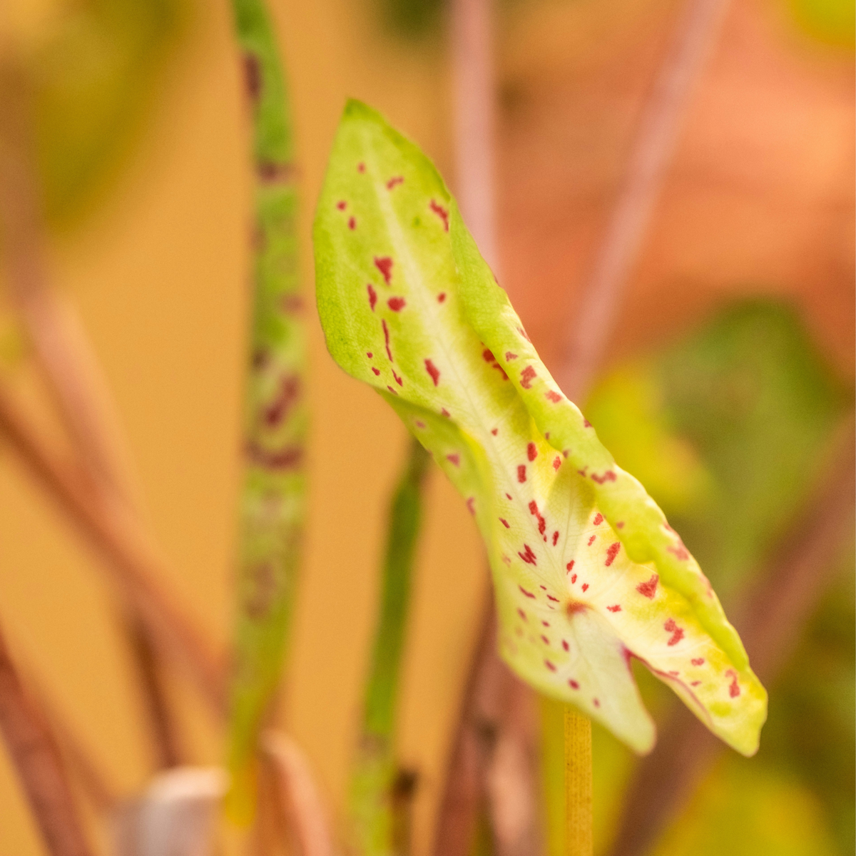 Angel Wings - Caladium 'Miss Muffet' - Height 25-40cm - ⌀12cm