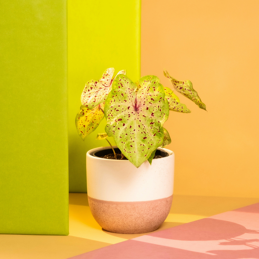 Angel Wings - 2 pcs - Caladium 'Miss Muffet' - Height 25-40cm - ⌀12cm