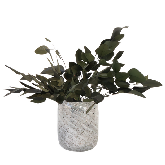 Gum bush - Eucalyptus stuartiana - Dryflowers