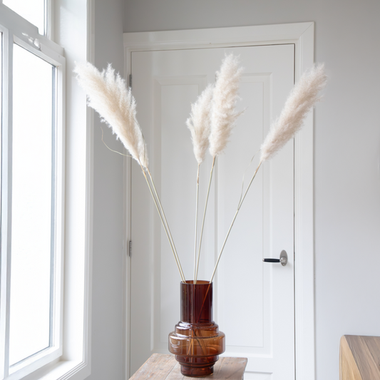 Dried flowers - 5 pcs. - Dryflower 'Cortaderia Plum' - Dryflowers