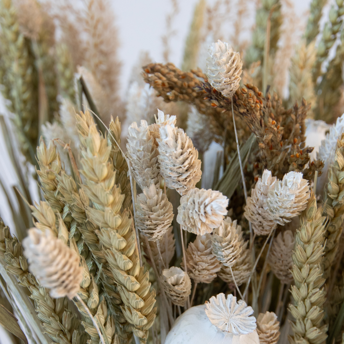 Dried flowers - Bouquet 'Large Bodhi' - Dryflowers