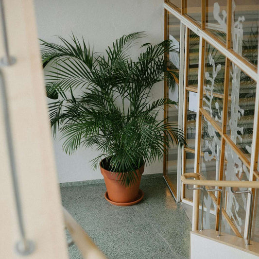 Parlour Palm - 2 pcs. - Chamaedorea elegans - Height 80-90cm - ⌀20cm