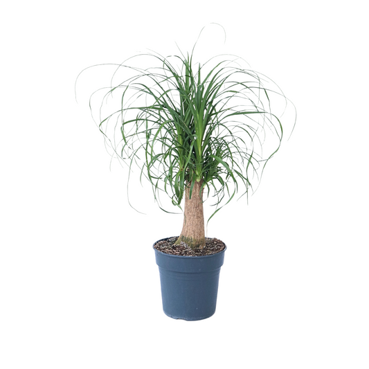 Ponytail Palm - Beaucarnea 'recurvata' - Height 60-70cm - ⌀21cm