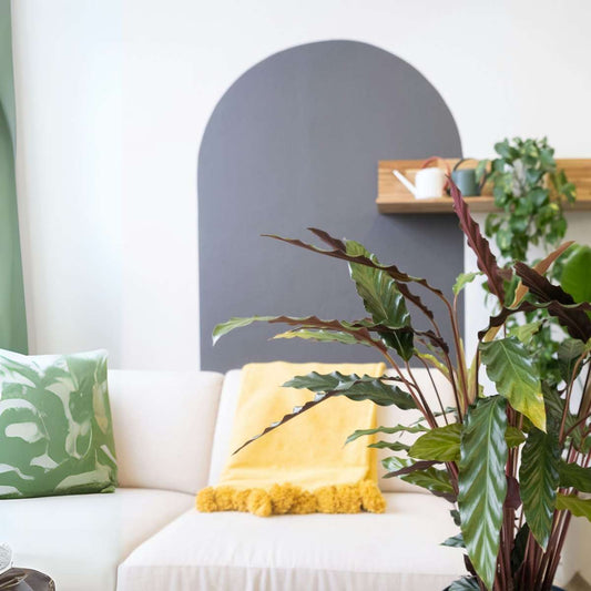 Prayer Plant - Calathea 'Wavestar' - Height 90cm - ⌀27cm