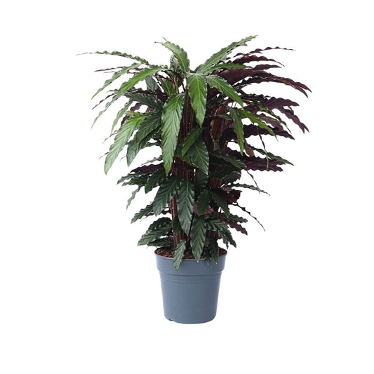 Prayer Plant - Calathea 'Wavestar' - Height 90cm - ⌀27cm