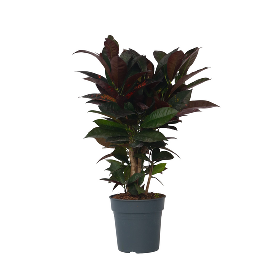 Croton - Codiaeum variegatum 'Mrs. Iceton' - Height 60-70cm - ⌀19cm