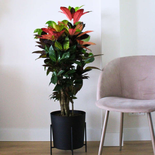 Croton - Codiaeum variegatum ‘Mrs. Iceton’ - Height 90-100 cm - Pot 27 cm