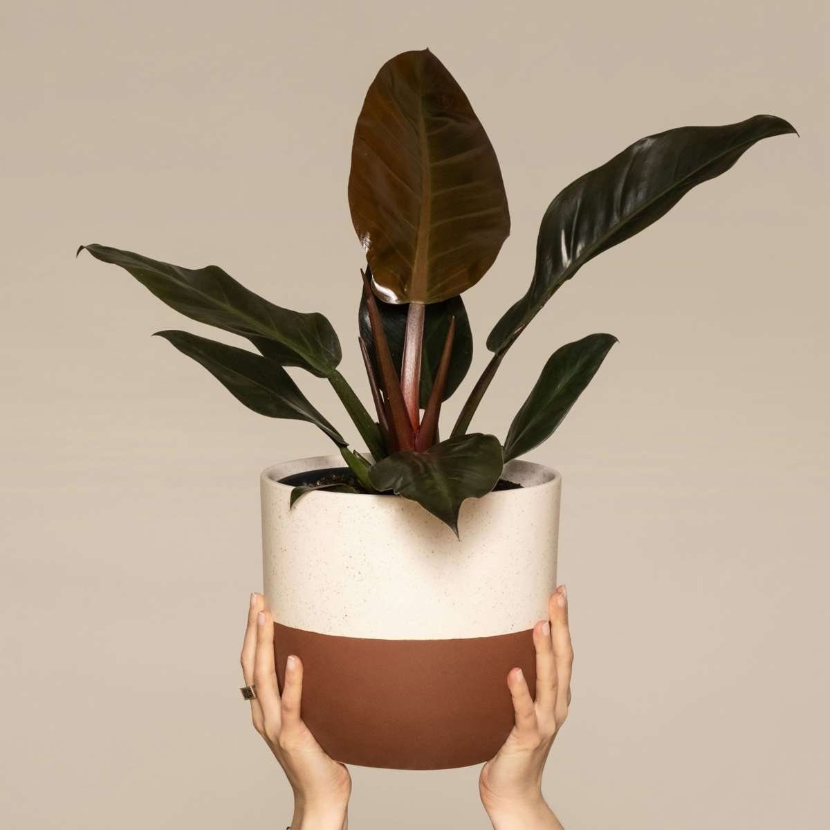Sweetheart Plant - Philodendron 'Imperial Red' - Height 50cm - ⌀19cm