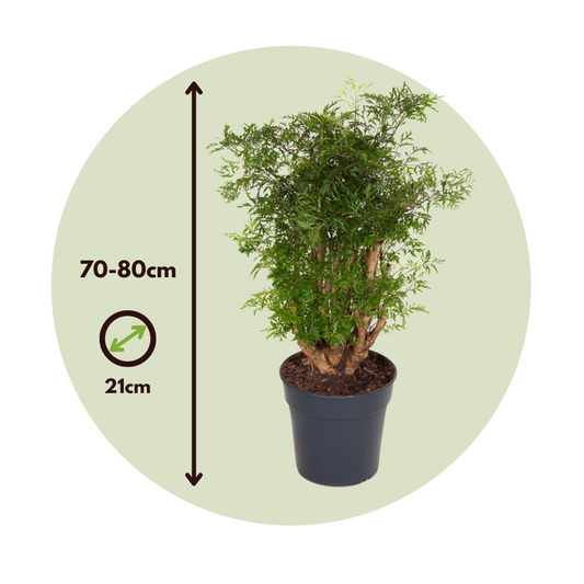 Aralia - Polyscias fruticosa - Height 70-80cm - ⌀21cm