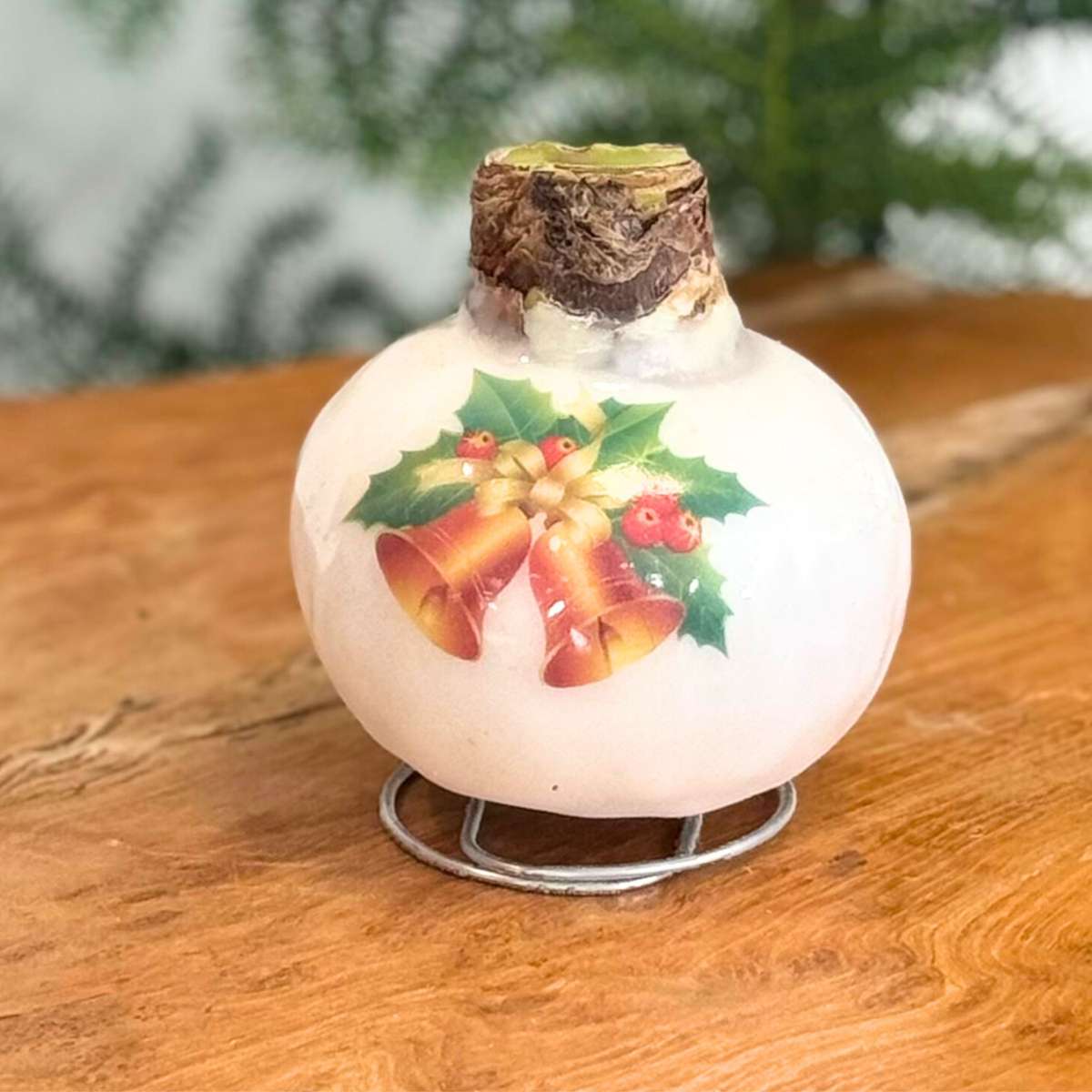 Amaryllis - Hippeastrum 'Porcelain Wax Bells'