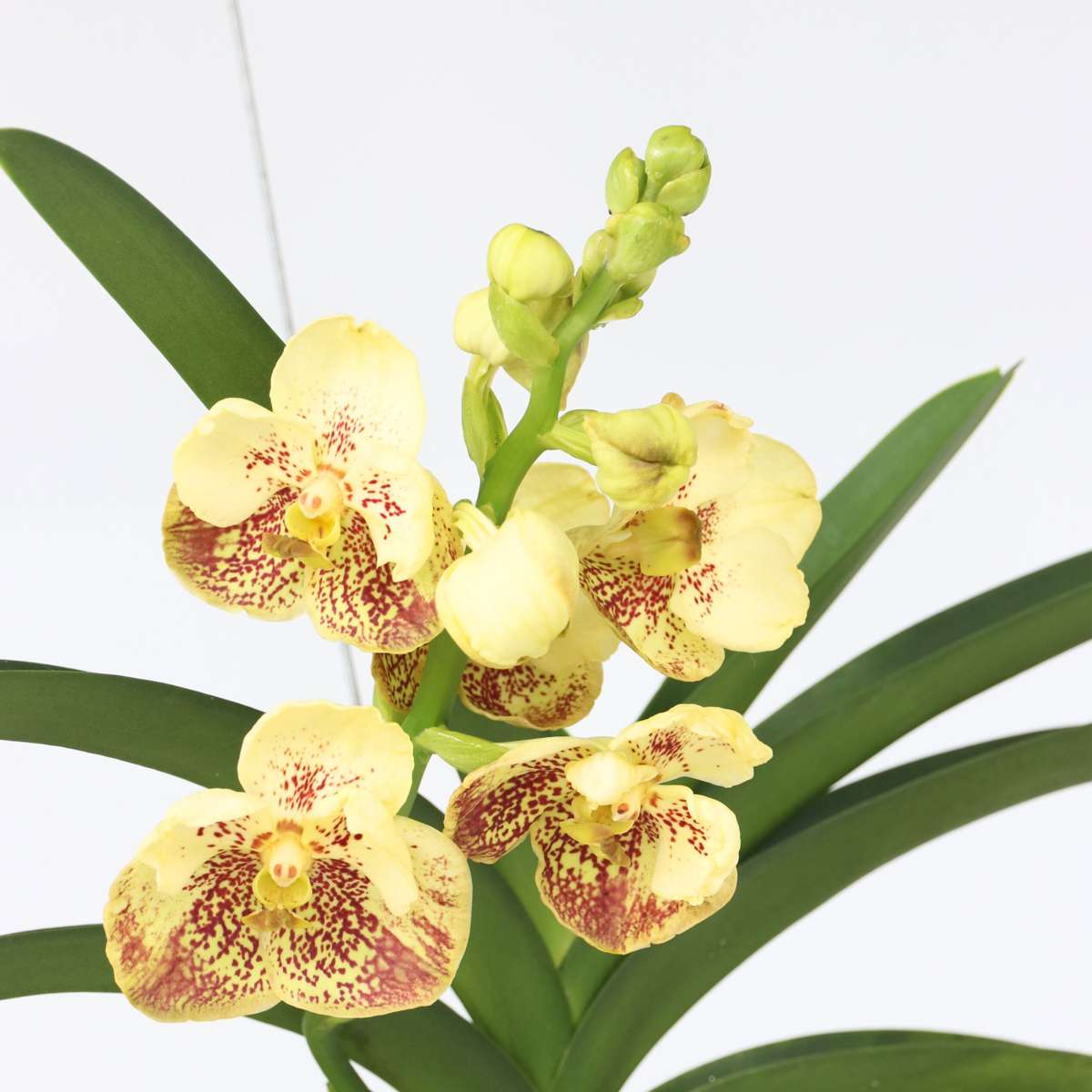 Vanda Orchid - Vanda 'Sunanda Yellow Henna' - Height 65-75cm