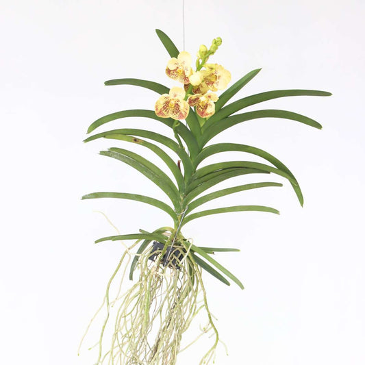 Vanda Orchid - Vanda 'Sunanda Yellow Henna' - Height 65-75cm