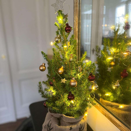 Mini-Christmas-tree with jute-bag - Picea glauca Conica - 55-65cm - ⌀15cm